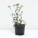 Yarrow ordinary terracotta, pot C3, 1 pc, summer 2024