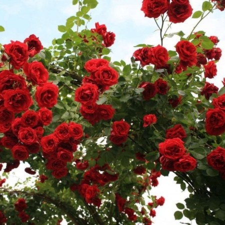 Seedling Rosa Klaimber (climbing) SITSED, 1 pc, spring 2024