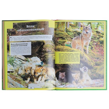 Animals of our planet. Koshevar D.V., Papunidi E.A.-2
