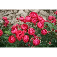 Seedling rose miniature 