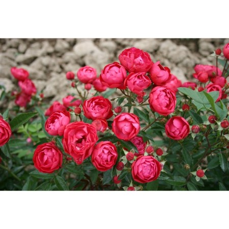 Seedling rose miniature "Pink Morsdag", tube, 1 pc, spring 2025