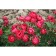 Seedling rose miniature "Pink Morsdag", tube, 1 pc, spring 2025