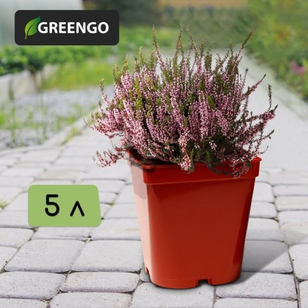 Pot for seedlings, 5 l, d = 18.5 cm, h = 20 cm, terracotta, Greengo