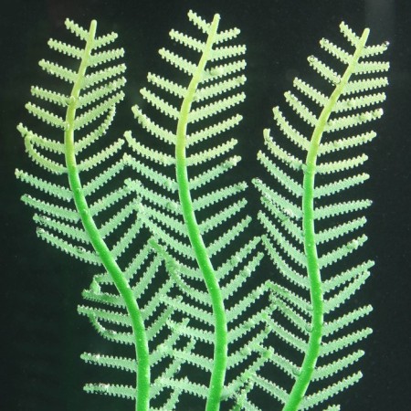 Silicone aquarium plant, luminous in the dark, 4.5 x 15 cm, green-2