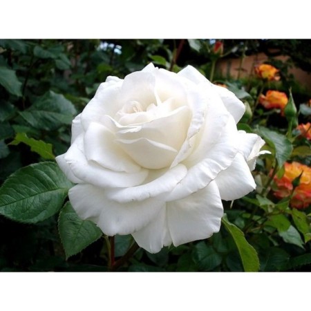 Seedling rose tea-hybrid Annapurna, 1 pc, spring 2024
