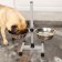 Stand with bowls, 2 x 700 ml, height 40 cm, collapsible with an upper latch, chrome