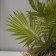 Bonsai in the Liviston Premium pot 22x10.5 cm, mix