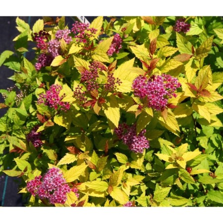 Spirea Japanese Merlo Star, C2 pot, H10-50 height, 1 pc, summer 2024
