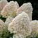 Sahenian hydrangea "Pan. Sugar rush", pot C3.5, autumn 2024