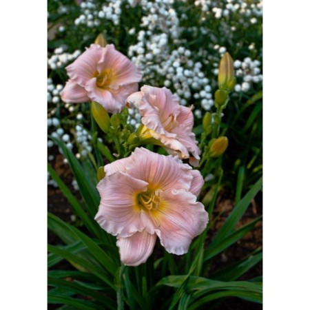 Hybrid Lileynik "Barbara Mitchell", pot C3, 1 pc, spring 2024