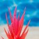 The artificial aquarium, luminous plant, 10 cm, red