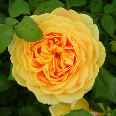 Seedling rose Graham Thomas, English, pot 2 l., Summer 2024