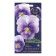 Viola flowers "Cat d’Azur", 5 pcs,