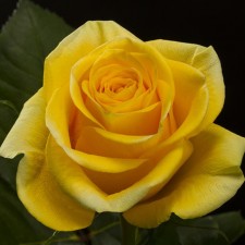 Tarot Rosa seedling spring 2024, 1 pc.