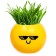 A set for experiments, for children “grow grass”, a plant in a pot - Emoji “Cool”