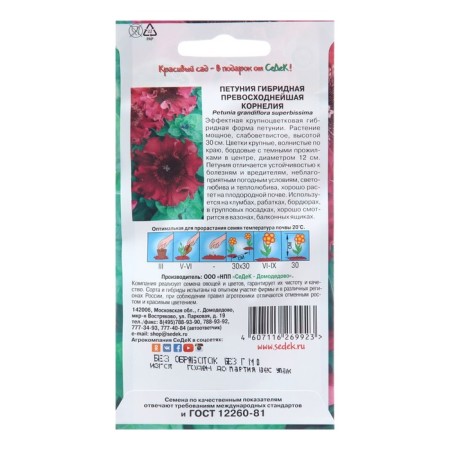 Cornelia Petunia flowers,-1
