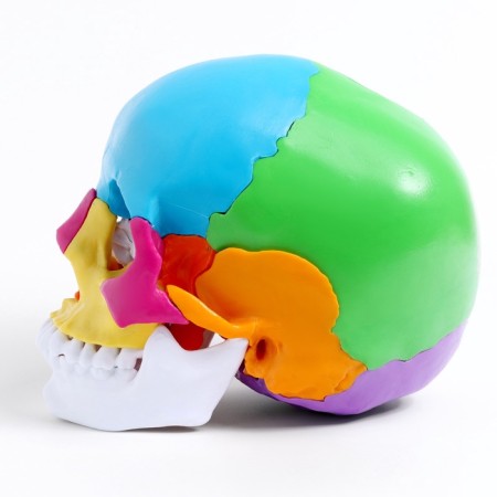 Mettle Matules "Human Skull" multi -colored collapsible, 20*12*21cm-2