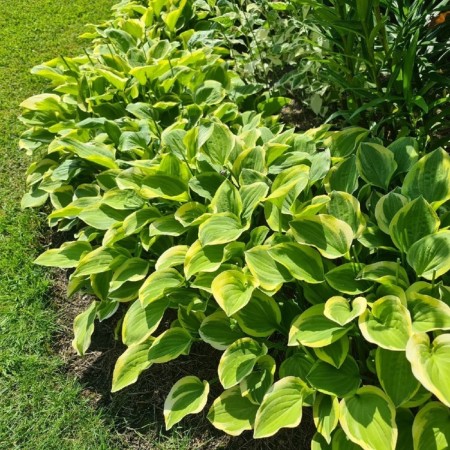 Hybrid Hoste "Emerald Tiara", pot C3, 1 pc, spring 2024