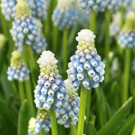 Muscari Armenian Mountain Lady, 7/8 rr, 10 pcs, 15-22 h (cm), autumn 2024
