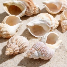 Set of shells Horse Conch, 100 g