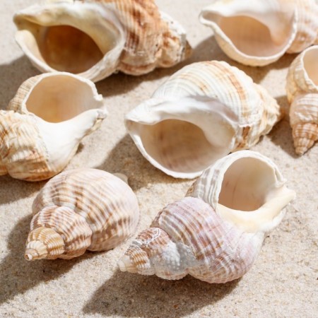 Set of shells Horse Conch, 100 g