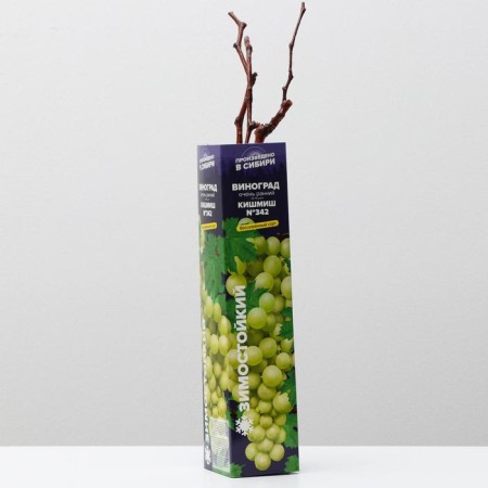 Grape seedling Kishmish No. 342, spring 2024, 1 pc.