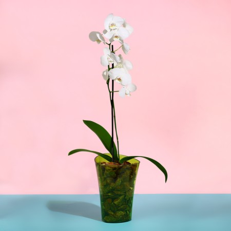 Pot for orchids, 1.3 l, 13.6 × 14.1 × 20 cm, plastic, transparent green-2