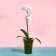 Pot for orchids, 1.3 l, 13.6 × 14.1 × 20 cm, plastic, transparent green