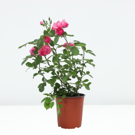 Rose Floribunda Angela, C3.5 pot, H25-45, 1 pc, summer 2024-1