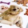 Plastic sticker 2D "Cats and Dog" MIX 54x35.5 cm