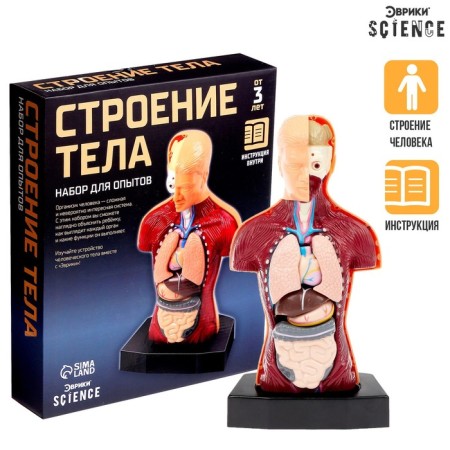 Scientific experience "Body structure"