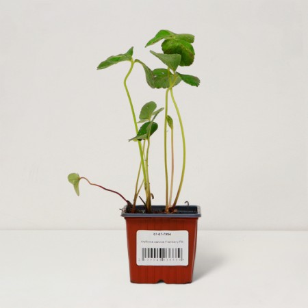 Strawberry-raspberry seedling, P9 pot, summer 2024-2