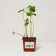 Strawberry-raspberry seedling, P9 pot, summer 2024