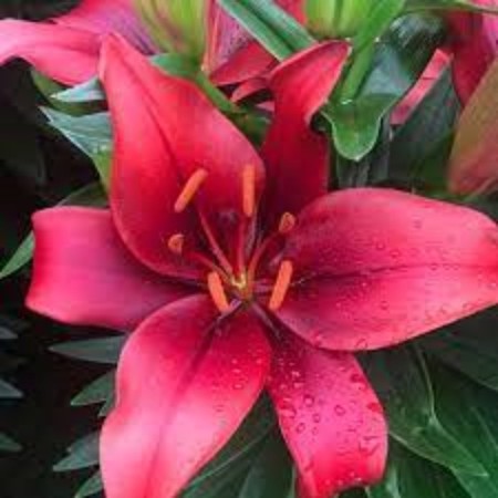 Lilia Asian potted “Salineuro”, rr 12/14, 3 pcs, spring 2024 economy 4176417