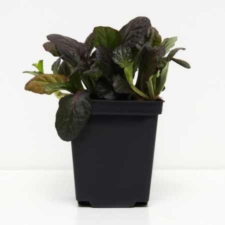 Living creeping mahon, p9 pot, n10-50 height, 1 pc, summer 2024-1