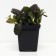 Living creeping mahon, p9 pot, n10-50 height, 1 pc, summer 2024