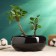 Kashpo - Bonsai "Mira" Black, 18x18x7cm