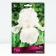 Iris Bearded Bianca, Rr. I, 1 pc, spring 2025
