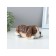Figure "Dog Sleeps" 18x9x8cm