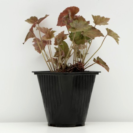 Heeher small -flowered "Shusta Daisy", pot C3, 1 pc, Spring 2024-1