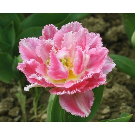 Tulip fringe Kul Crystal, rr 12+, 3 pcs, economy, autumn 2024