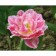 Tulip fringe Kul Crystal, rr 12+, 3 pcs, economy, autumn 2024