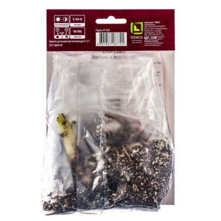 Lilia Asian Black Out, 14/16 rr, 2 pcs. 125 h (cm), autumn 2024-1
