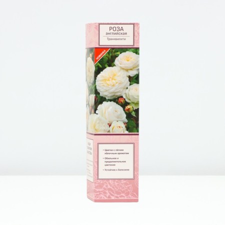 Seedling rose English park "Transviliti", tube, 1 pc, spring 2025