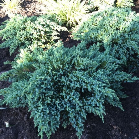 Sanner juniper scaly "Little Joanna", pot P9, summer 2024
