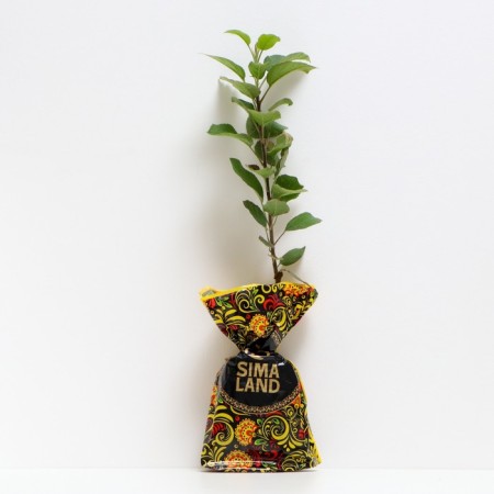 Seedling apple tree colony idol, pot 9*9*14, summer 2027-1