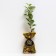 Seedling apple tree colony idol, pot 9*9*14, summer 2027