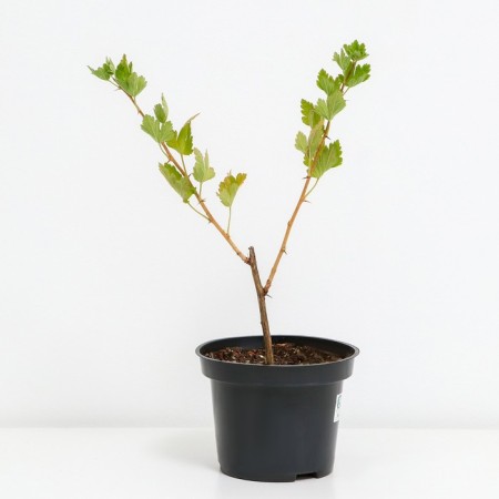 Gooseberries malachite, c2 pot, n20-40 height, 1 pc, summer 2024-1