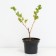 Gooseberries malachite, c2 pot, n20-40 height, 1 pc, summer 2024