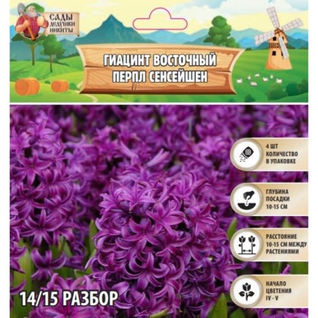 Hyacinth Vostochny Perpl Senseishen, rr 14/15, 4 pcs, autumn 2024